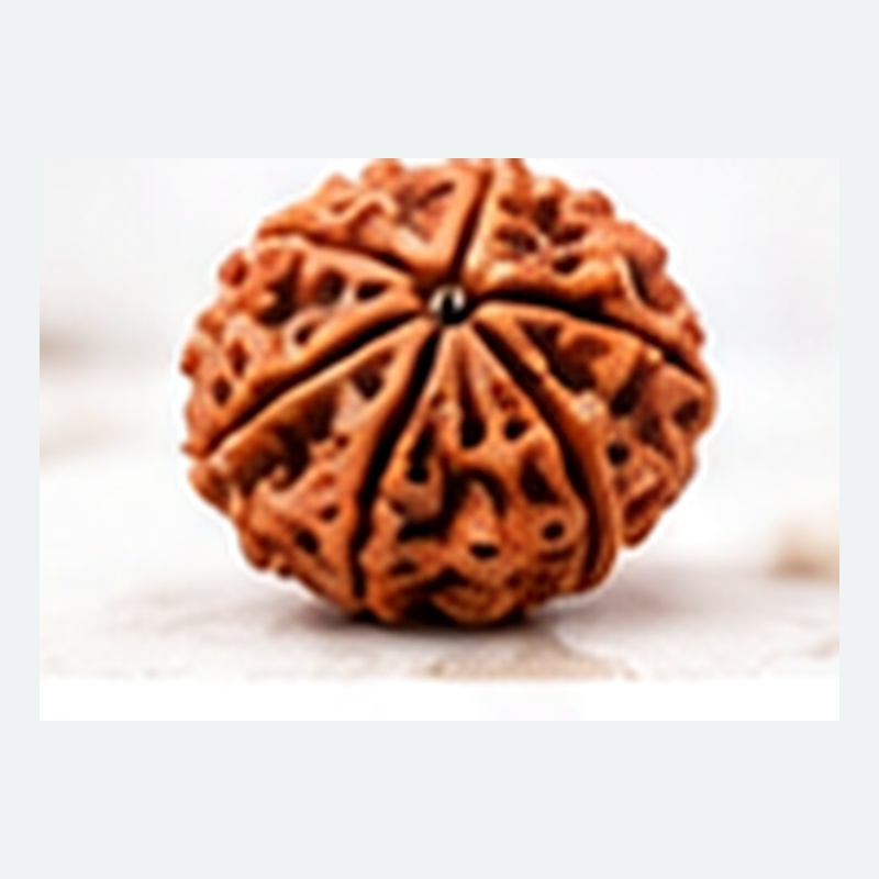 5 Mukhi Rudraksha (Nepal Origin)